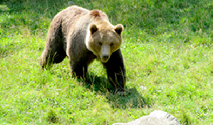 Observació de fauna salvatge