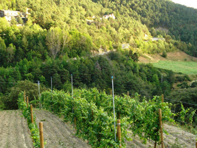 Celler CASA AUVINYÀ Celler CASA AUVINYÀ