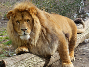 Parc Animalier de Casteil Parc Animalier de Casteil