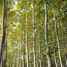 Parc de la Devesa de Girona