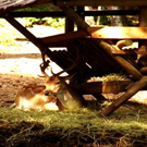 Parc Faunístic dels Pirineus Lacuniacha