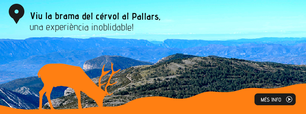 Viu la brama del cérvol al Pallars, una experiència inoblidable! Viu la brama del cérvol al Pallars, una experiència inoblidable!