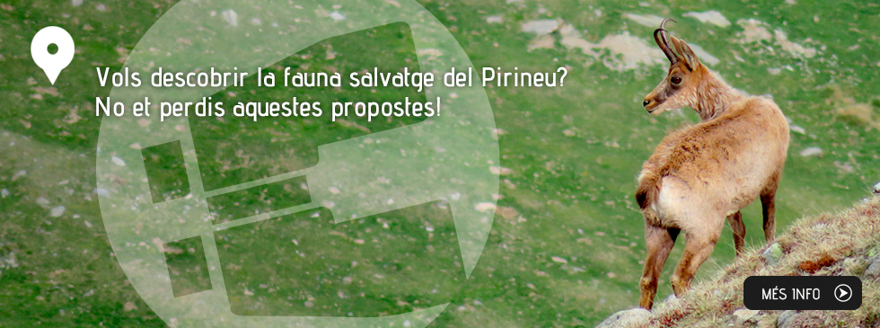 Vols descobrir la fauna salvatge del Pirineu? No et perdis aquestes propostes!