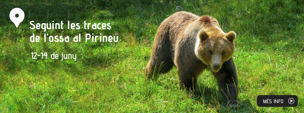 Seguint les traces de l’ossa al Pirineu: ecologia i convivència