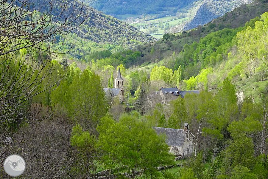 Berrea del ciervo 1