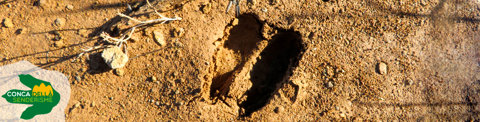A la recerca de rastres d´animals