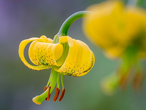 Fotografia de fauna i flora a l´alta muntanya