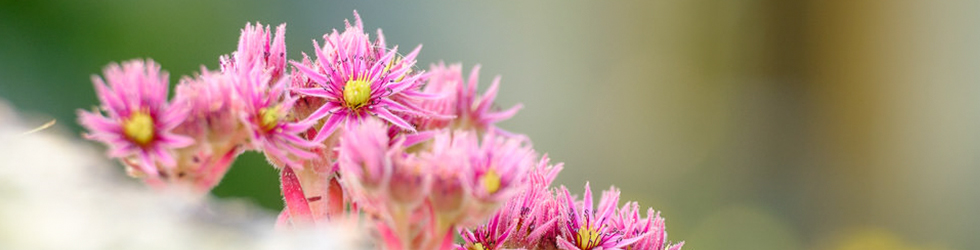 Fotografia de fauna i flora a l´alta muntanya