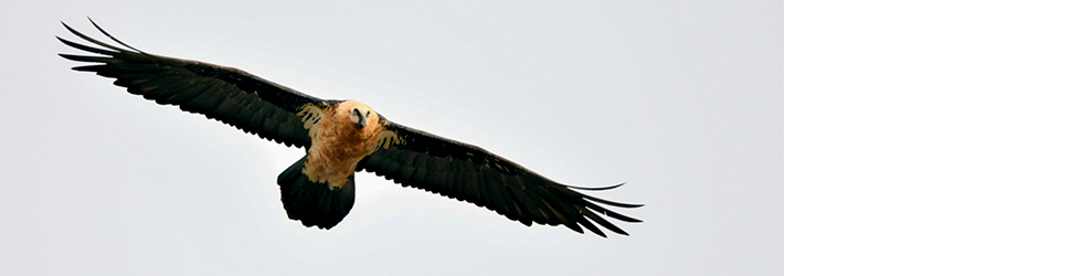 Iniciació a l´observació de fauna salvatge