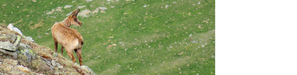 Boumort Salvatge (2 dies)