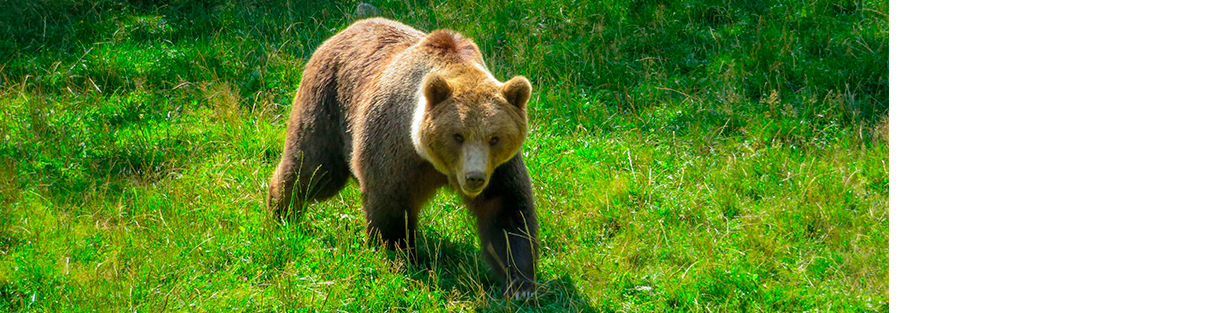 Seguint les traces de l’ossa al Pirineu: ecologia i convivència