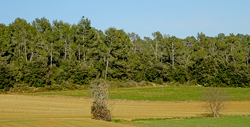 Les Gavarres (Gironès)