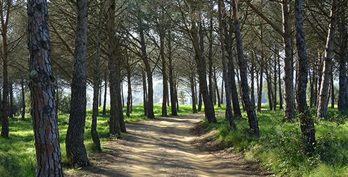 Les Gavarres (Baix Empordà)