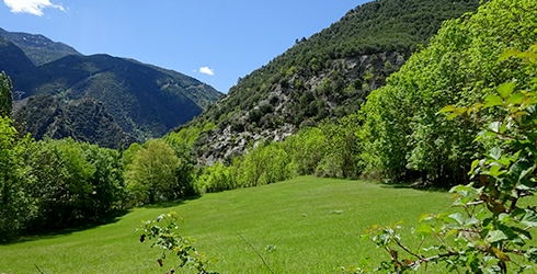 Mig Pallars