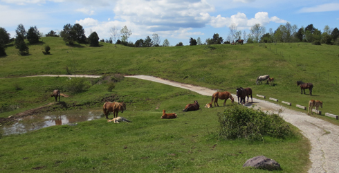 Vall de Camprodon