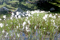 La cotonera de muntanya (<i>Eriophorum angustifoliu</i>) creix de manera abundant en zones humides.