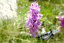 Orquídia tacada (<i>Dactylorhiza maculata</i>).