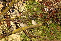 Tórtora turca (<i>Streptopelia decaocto</i>).