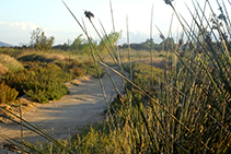 Camí entre jonc marí i vegetació dunar.