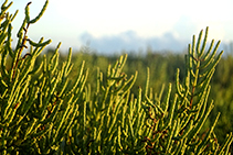 Varietat de savina adaptada als sorrals i les dunes. <i>Juniperus phoenicea varietat turbinata</i>.