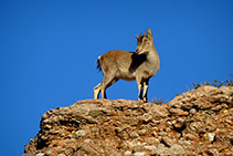 Exemplar de cabra salvatge a Montserrat.