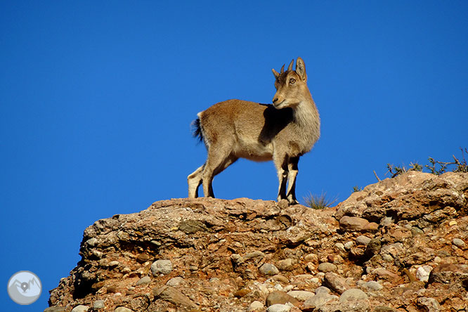 Ascensió a la Miranda de Sant Jeroni (1.236 m) 1 