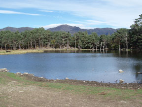 Bassa d´Oles i bosc de Varicauba