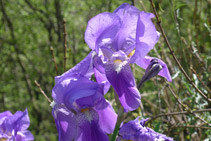 Lliri dels Pirineus (<i>Iris xiphioides</i>).