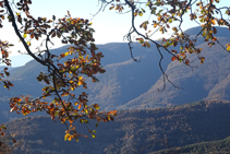 Les branques del roure semblen acariciar les muntanyes.