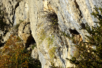 Detall de paret de roca calcària a prop de Bocabartella.