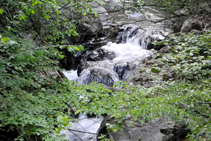 La ombrívola riera de Beget abraçada pels arbres de ribera.