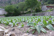 Camps de tabac sortint de Santa Coloma.