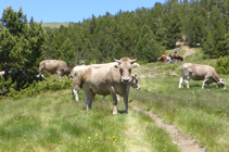 Vaques pasturant a la collada de Montaner.