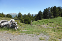 Camí de la collada de Montaner cap als Cortals de Sispony.