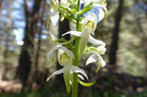 Orquídia típica de les pinedes de pi roig.