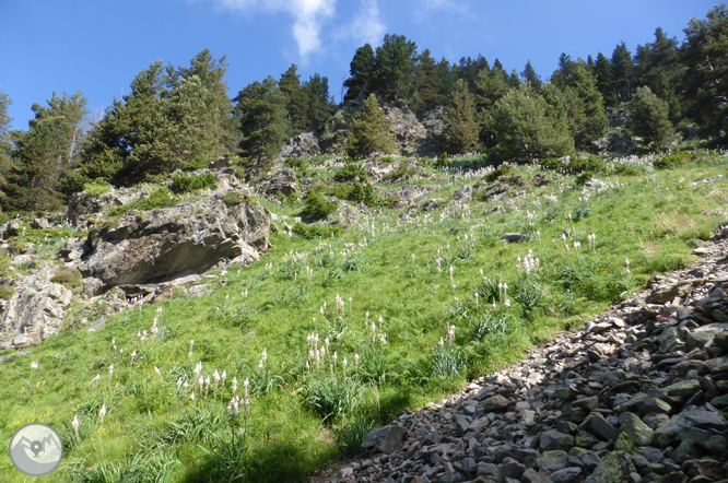 Bony de la Pica (2.402m) des de la Margineda 1 