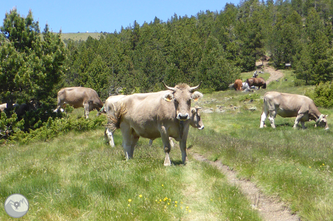 Bony de la Pica (2.402m) des de la Margineda 1 