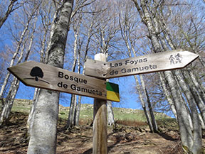 Bosc de Gamueta des del refugi de Linza