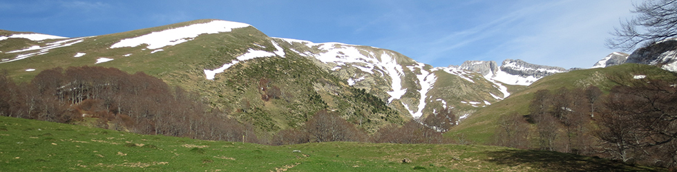 Bosc de Gamueta des del refugi de Linza