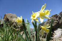 Narcisos a la vall d´Incles.