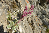 La saxífraga mitjana, típica de les roques calcàries del Pirineu.