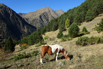 Les pastures han estat, i encara són, un dels recursos naturals més aprofitats.