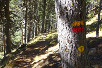 Anem seguint la senyalització caminant per un dens bosc de pins negres.