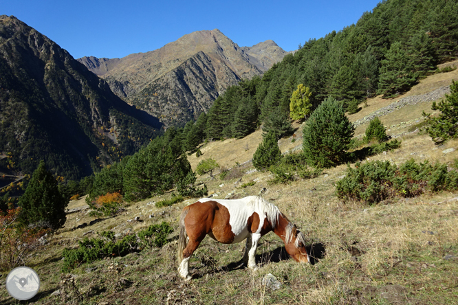 Camí de Percanela - Les Fonts - Pla de l