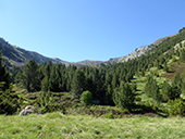 Camí de Prat Primer i bosc de la Caülla