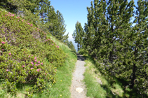 Bosc de pi negre i neret al vessant obac.