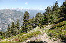 Neretars i tarteres al bosc de la Caülla.