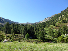 Camí de Prat Primer i bosc de la Caülla