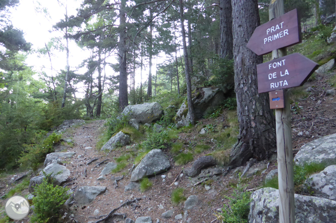 Camí de Prat Primer i bosc de la Caülla 1 