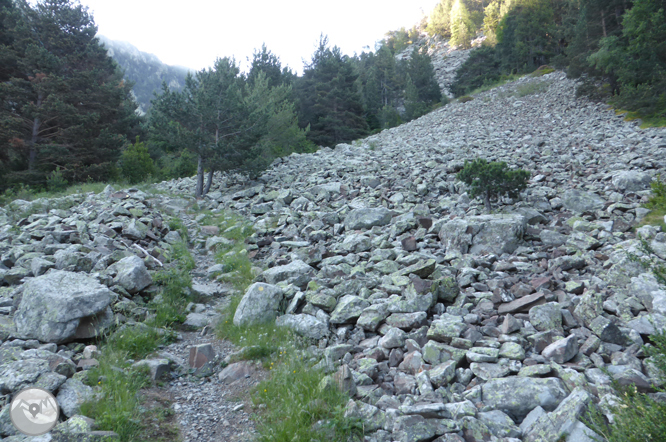 Camí de Prat Primer i bosc de la Caülla 1 